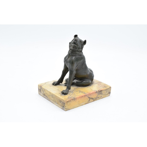 260 - A mid 19th century Grand Tour Bronze model of the Hound of Alcibiades mounted on a marble base. In g... 