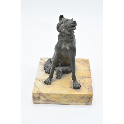 260 - A mid 19th century Grand Tour Bronze model of the Hound of Alcibiades mounted on a marble base. In g... 