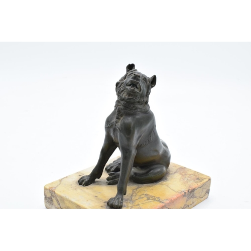 260 - A mid 19th century Grand Tour Bronze model of the Hound of Alcibiades mounted on a marble base. In g... 