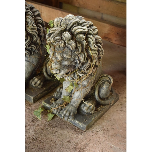 273 - A pair of heavy late 20th century garden lions sat in an upright position (2). 46 tall x 25 x 34cm.