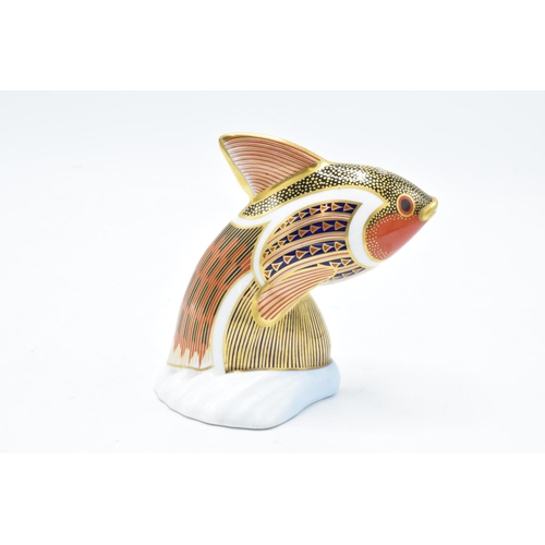 97 - Royal Crown Derby tropical fish paperweight in the form of a Guppy. In good condition with no obviou... 