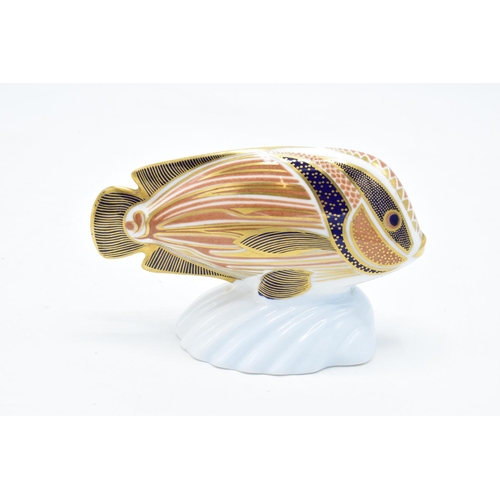 98 - Royal Crown Derby tropical fish paperweight in the form of a Sweetlips. In good condition with no ob... 