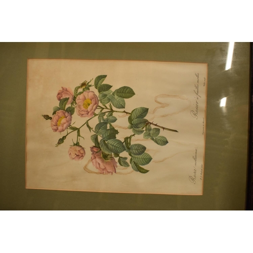 77 - A collection of prints and lithographs to include Rosa Callica lithographs of floral scenes, after P... 