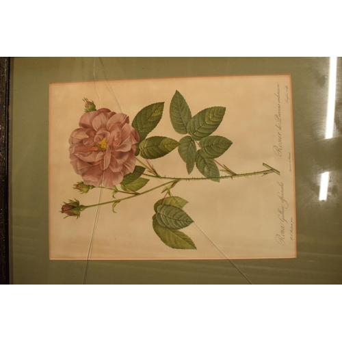 77 - A collection of prints and lithographs to include Rosa Callica lithographs of floral scenes, after P... 