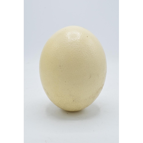 208 - An ostrich egg 16.5cm tall with a hole in the bottom from where it has been drained/blown.