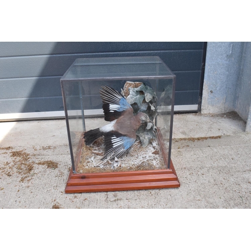 276 - An early 20th century taxidermy jay in a flying position mounted on a piece of wood amongst ivy and ... 