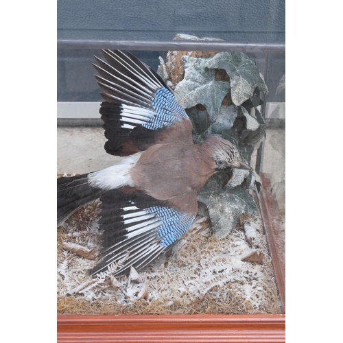 276 - An early 20th century taxidermy jay in a flying position mounted on a piece of wood amongst ivy and ... 