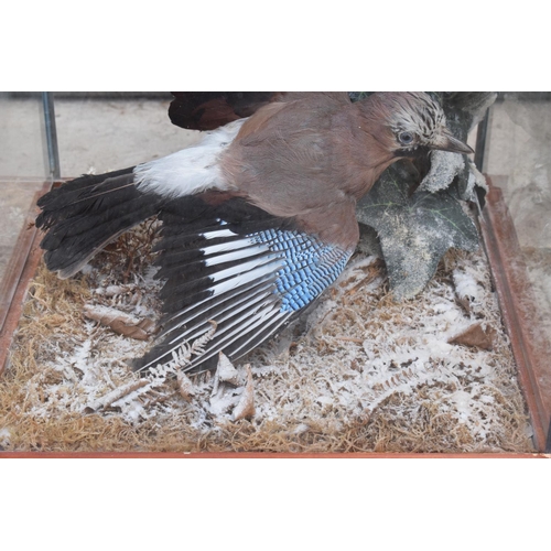 276 - An early 20th century taxidermy jay in a flying position mounted on a piece of wood amongst ivy and ... 