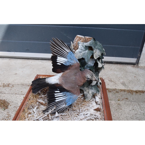 276 - An early 20th century taxidermy jay in a flying position mounted on a piece of wood amongst ivy and ... 