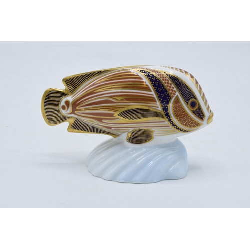 99K - Royal Crown Derby figure in the form of a Sweetlips from the Tropical Fish series. First quality. 8c... 