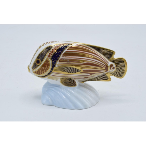 99K - Royal Crown Derby figure in the form of a Sweetlips from the Tropical Fish series. First quality. 8c... 