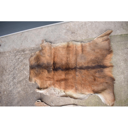 360 - A pair of deer skin rugs / mats (2). Largest approx 140 x 110cm. There is an inch hole in one.