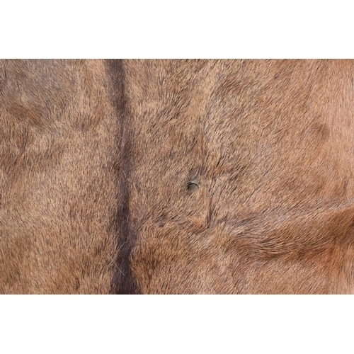 360 - A pair of deer skin rugs / mats (2). Largest approx 140 x 110cm. There is an inch hole in one.