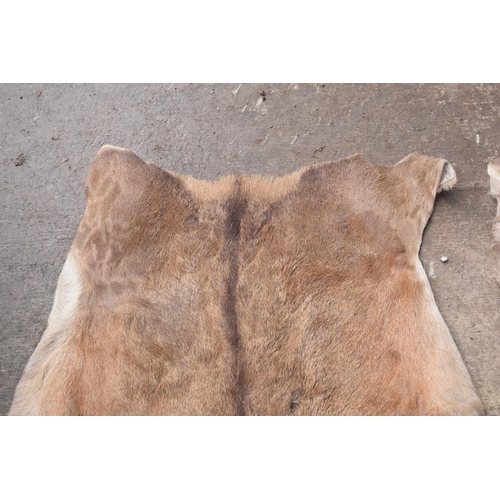 360 - A pair of deer skin rugs / mats (2). Largest approx 140 x 110cm. There is an inch hole in one.