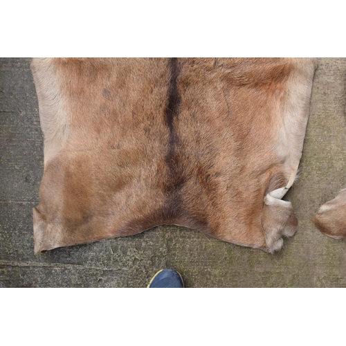 360 - A pair of deer skin rugs / mats (2). Largest approx 140 x 110cm. There is an inch hole in one.