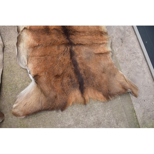 360 - A pair of deer skin rugs / mats (2). Largest approx 140 x 110cm. There is an inch hole in one.