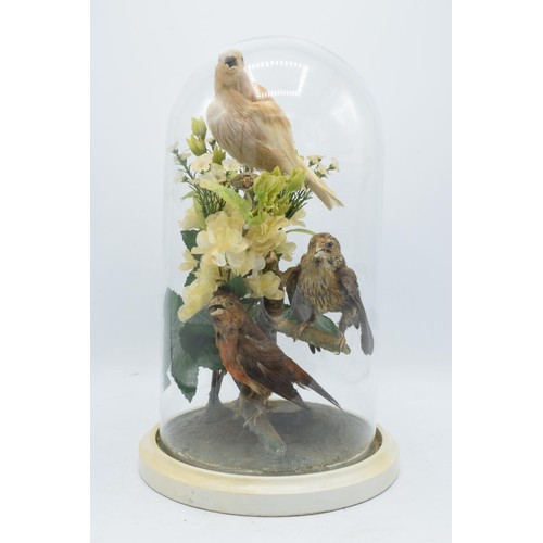 265A - A 20th century taxidermy arrangement of 3 various birds (with tags to legs) realistically set amongs... 