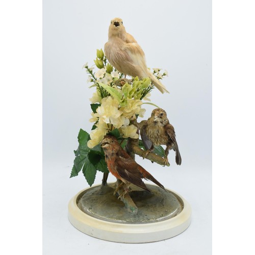 265A - A 20th century taxidermy arrangement of 3 various birds (with tags to legs) realistically set amongs... 