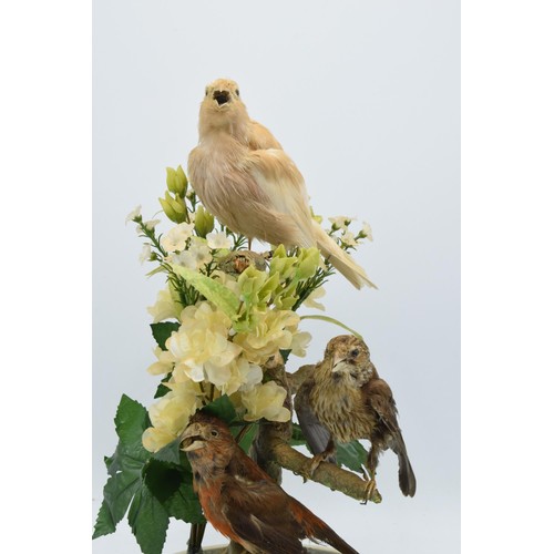 265A - A 20th century taxidermy arrangement of 3 various birds (with tags to legs) realistically set amongs... 