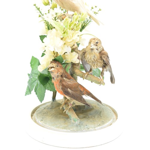 265A - A 20th century taxidermy arrangement of 3 various birds (with tags to legs) realistically set amongs... 