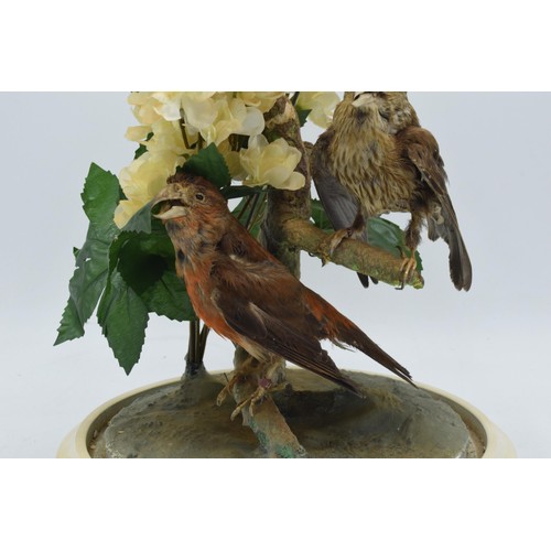 265A - A 20th century taxidermy arrangement of 3 various birds (with tags to legs) realistically set amongs... 