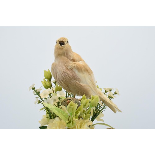 265A - A 20th century taxidermy arrangement of 3 various birds (with tags to legs) realistically set amongs... 