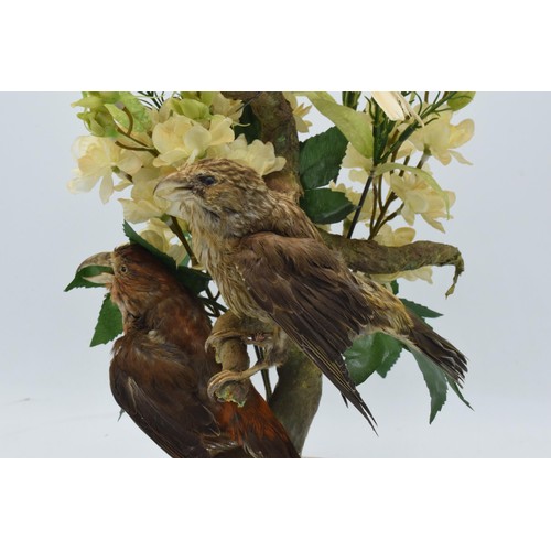 265A - A 20th century taxidermy arrangement of 3 various birds (with tags to legs) realistically set amongs... 