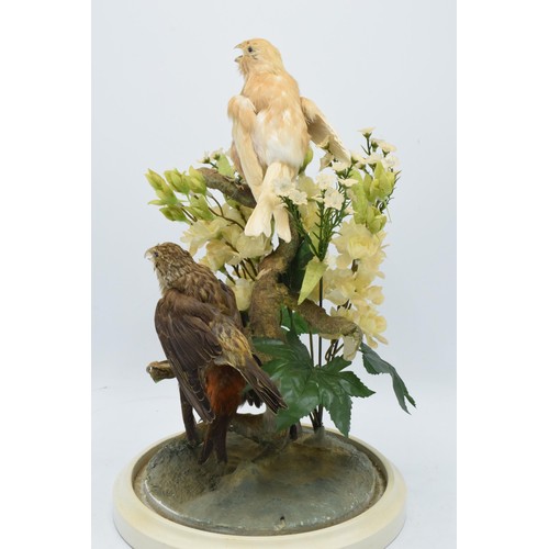 265A - A 20th century taxidermy arrangement of 3 various birds (with tags to legs) realistically set amongs... 