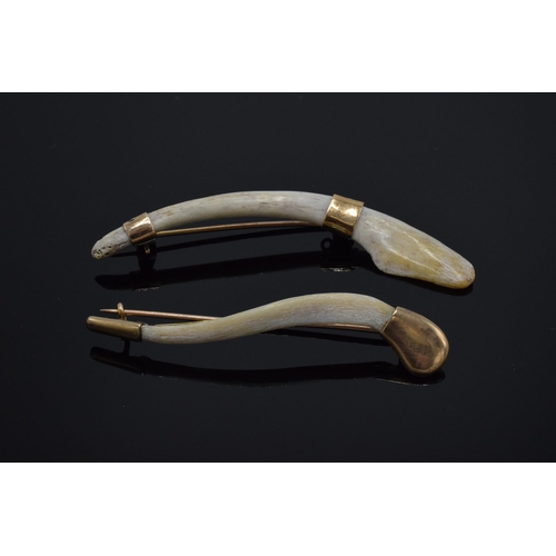 426 - A pair of tiger's clavicle bone brooches set with 9ct gold mounts. Longest 7cm long.