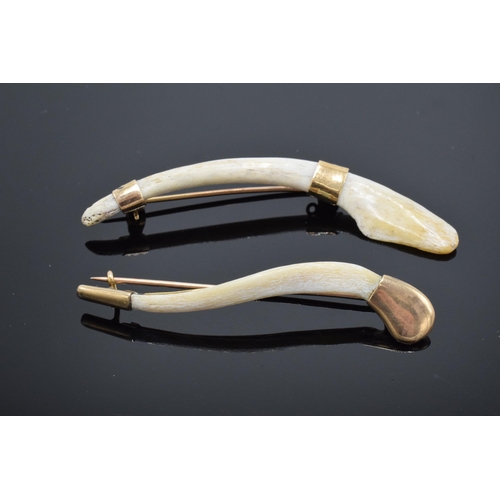 426 - A pair of tiger's clavicle bone brooches set with 9ct gold mounts. Longest 7cm long.