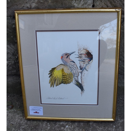 349C - Albert Earl Gilbert (USA) framed artwork of a Yellow Shafted Flicker (American Woodpecker). 51 x 44c... 