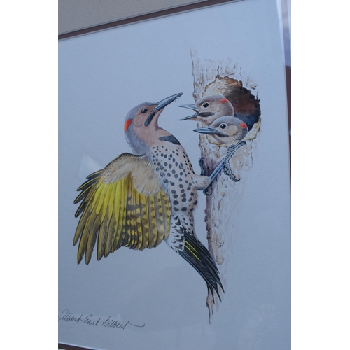 349C - Albert Earl Gilbert (USA) framed artwork of a Yellow Shafted Flicker (American Woodpecker). 51 x 44c... 