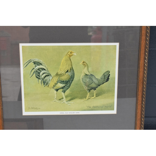 242 - A collection of framed artwork to include examples of cockerels and 2 others (5). 44 x 39cm inc fram... 