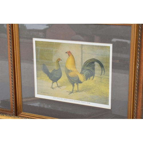 242 - A collection of framed artwork to include examples of cockerels and 2 others (5). 44 x 39cm inc fram... 