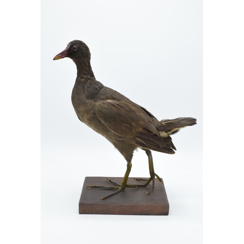 256 - Vintage French taxidermy long-legged bird on wooden plinth with chamfered edges. 33cm tall.