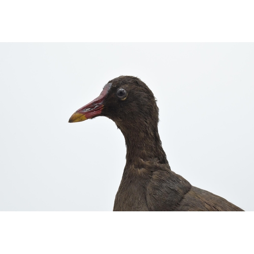 256 - Vintage French taxidermy long-legged bird on wooden plinth with chamfered edges. 33cm tall.