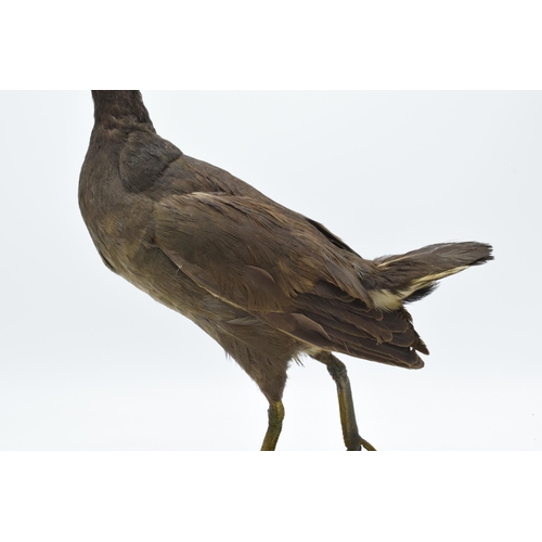 256 - Vintage French taxidermy long-legged bird on wooden plinth with chamfered edges. 33cm tall.