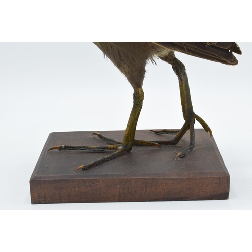 256 - Vintage French taxidermy long-legged bird on wooden plinth with chamfered edges. 33cm tall.