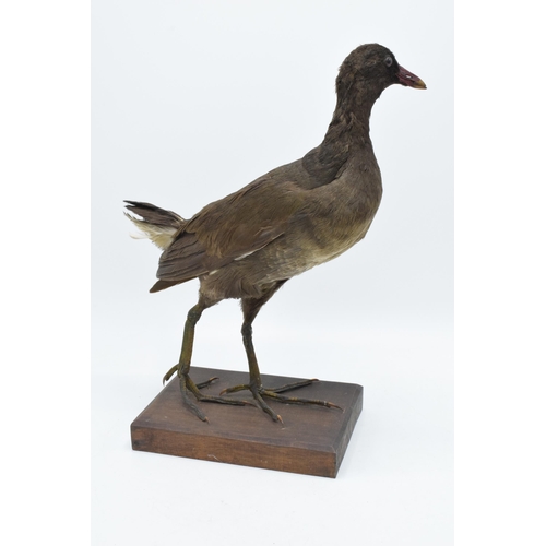 256 - Vintage French taxidermy long-legged bird on wooden plinth with chamfered edges. 33cm tall.