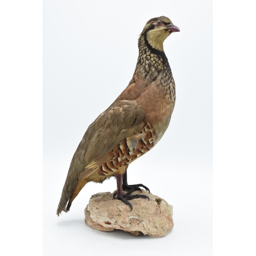 257 - Vintage French taxidermy partridge bird on naturalistic base. 32cm tall.