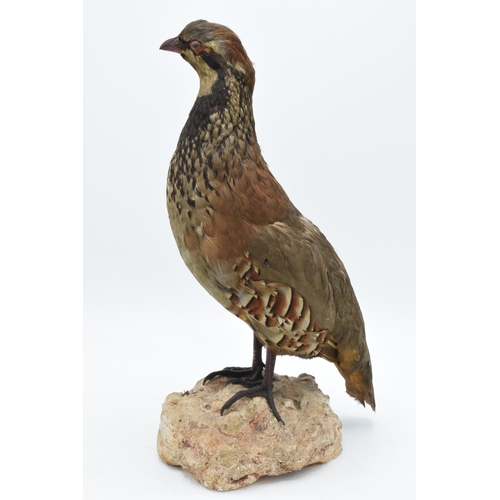 257 - Vintage French taxidermy partridge bird on naturalistic base. 32cm tall.