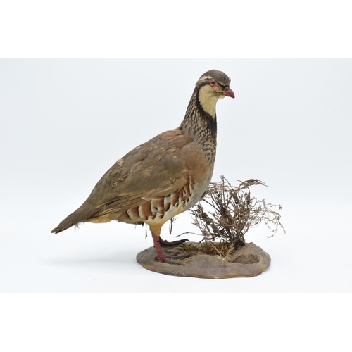 258 - Vintage French taxidermy red-legged partridge bird on naturalistic base with foliage. 25cm tall.