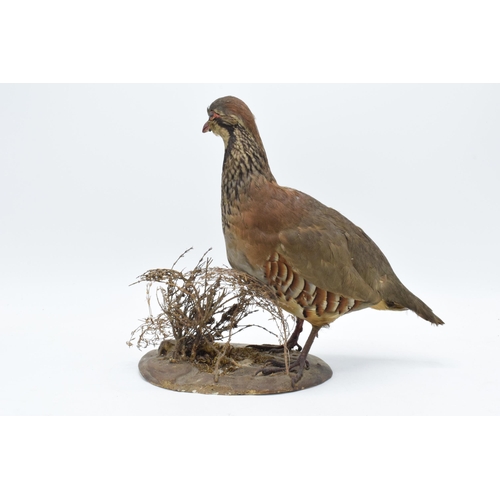 258 - Vintage French taxidermy red-legged partridge bird on naturalistic base with foliage. 25cm tall.