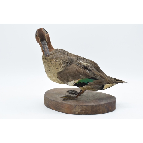 259 - Vintage French taxidermy duck on wooden plinth. 20cm tall.