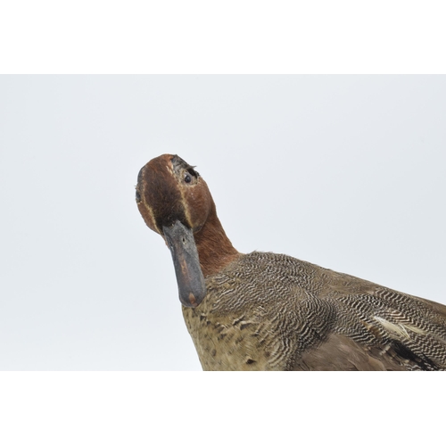 259 - Vintage French taxidermy duck on wooden plinth. 20cm tall.