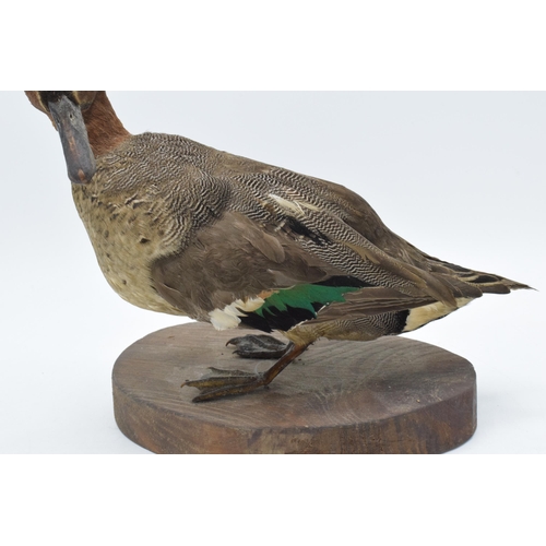 259 - Vintage French taxidermy duck on wooden plinth. 20cm tall.