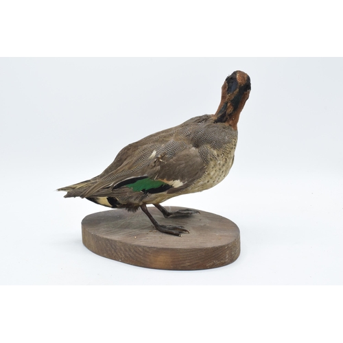 259 - Vintage French taxidermy duck on wooden plinth. 20cm tall.