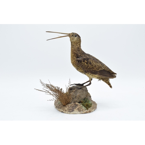 260 - Vintage French taxidermy bird with long protruding beak on naturalistic base. 22cm tall.