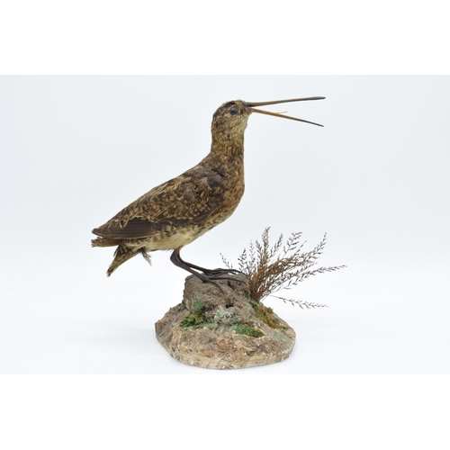 260 - Vintage French taxidermy bird with long protruding beak on naturalistic base. 22cm tall.