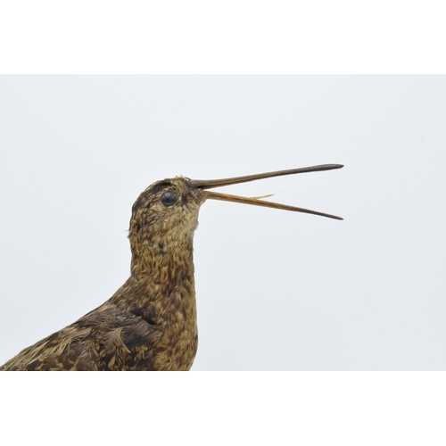 260 - Vintage French taxidermy bird with long protruding beak on naturalistic base. 22cm tall.